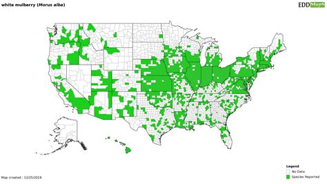 mulberry tree native range.